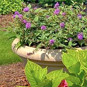 Lo and Behold™ Blue Chip Buddleia